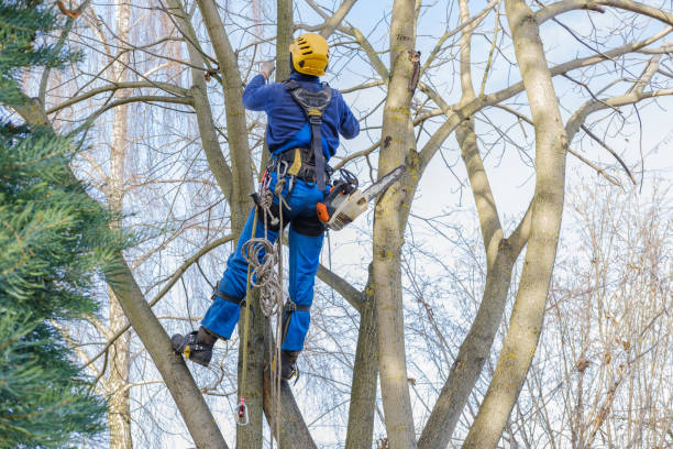 Best Tree Maintenance Programs  in Long Branch, NJ