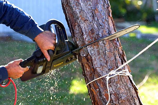 Best Arborist Consultation Services  in Long Branch, NJ