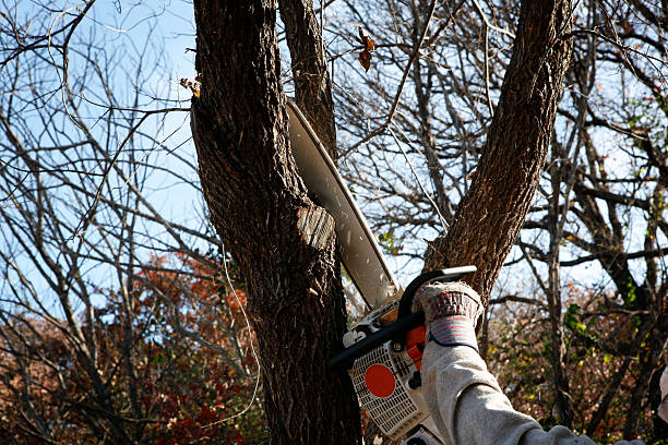 Best Commercial Tree Services  in Long Branch, NJ